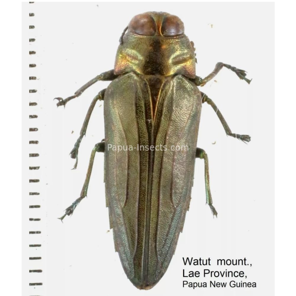 MIX sp. - Buprestidae from Papua New Guinea, West Papua, PNG