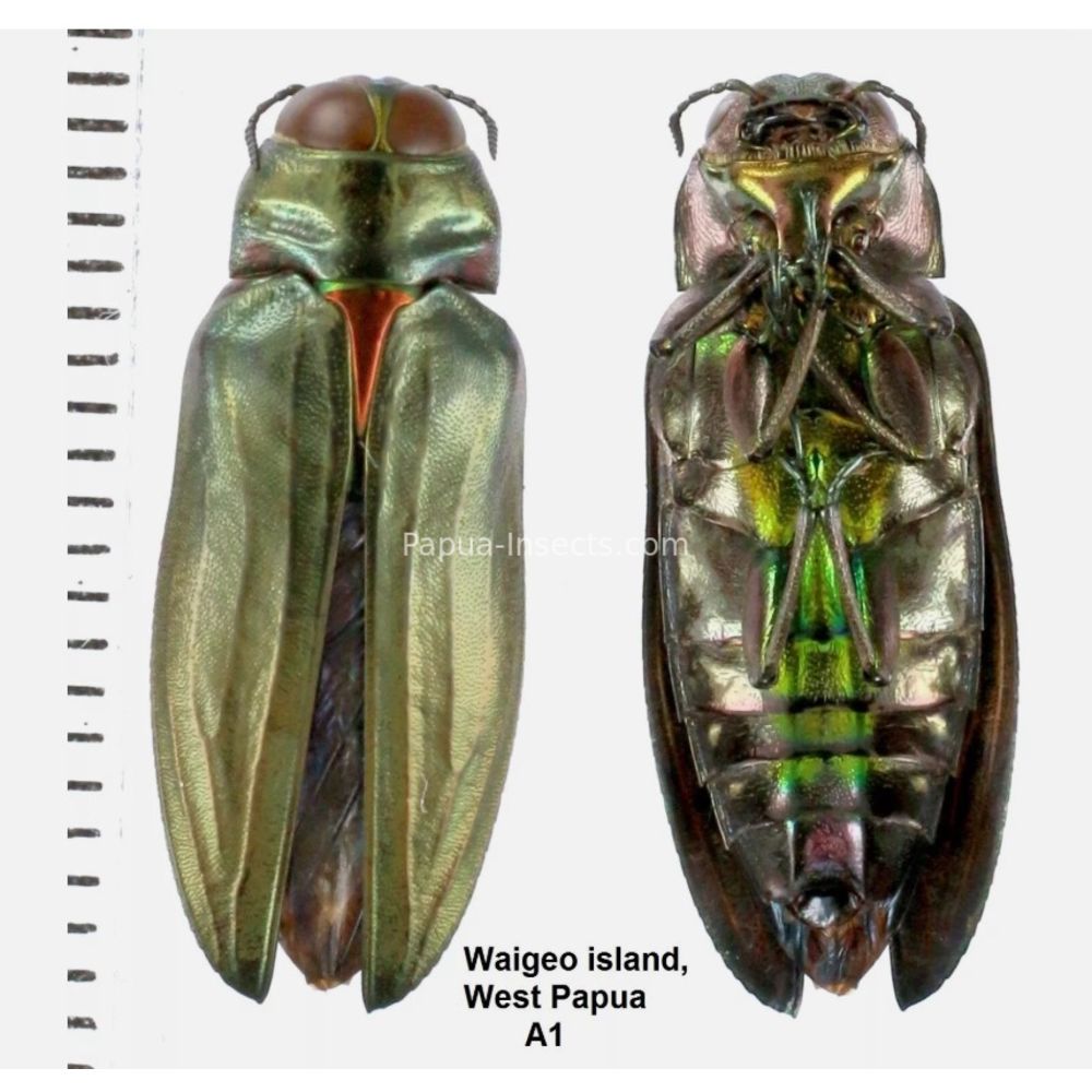 MIX sp. - Buprestidae from Papua New Guinea, West Papua, PNG