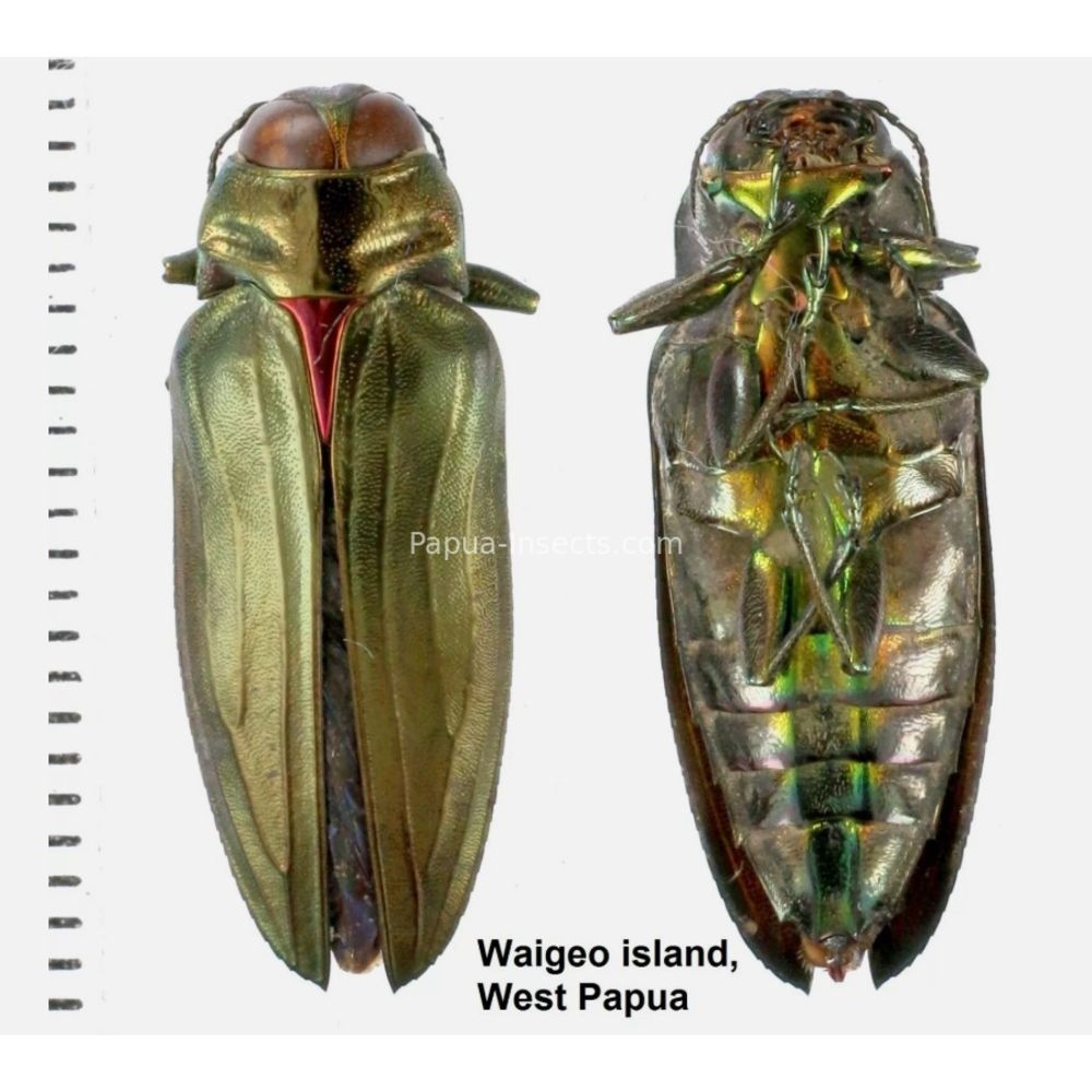 MIX sp. - Buprestidae from Papua New Guinea, West Papua, PNG