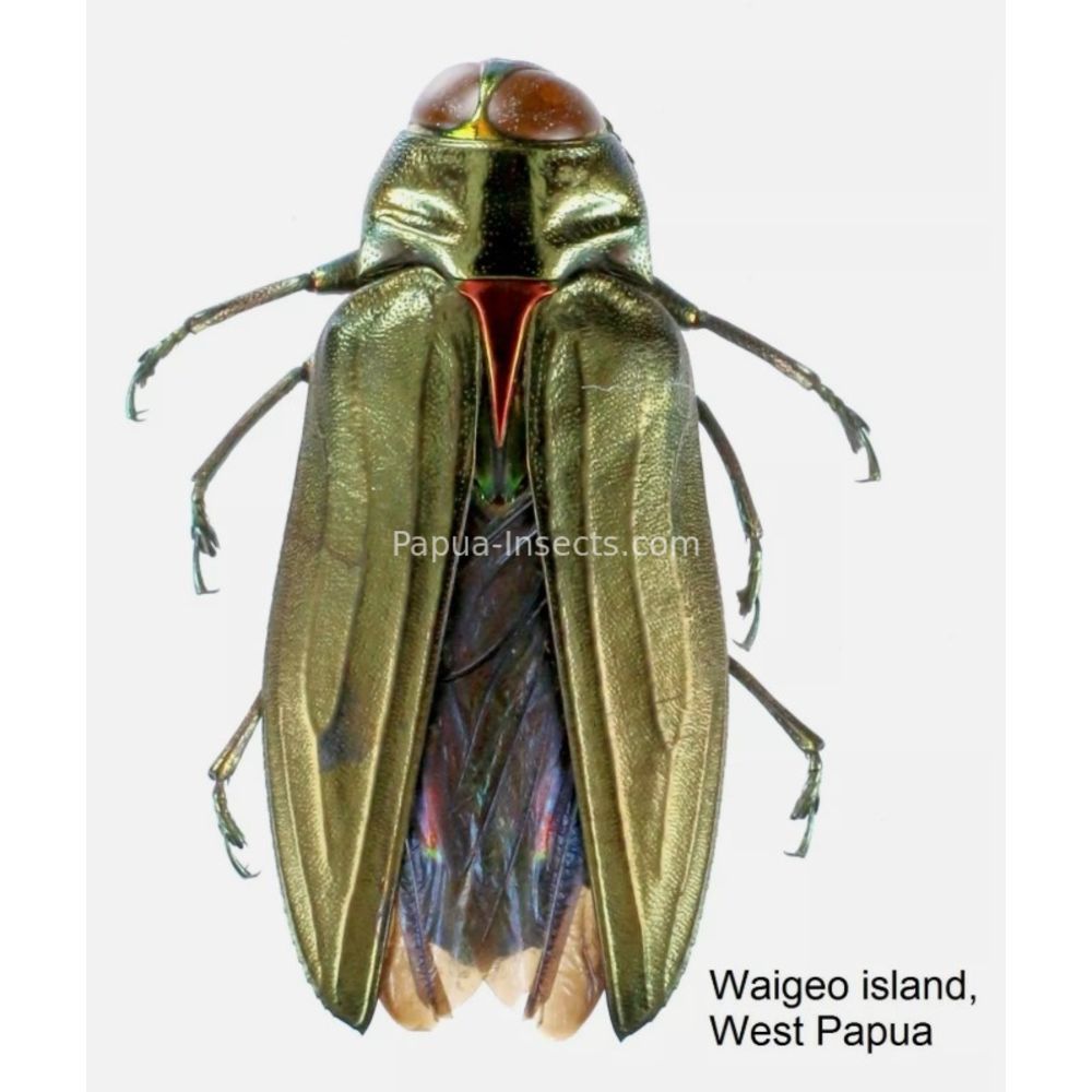 MIX sp. - Buprestidae from Papua New Guinea, West Papua, PNG