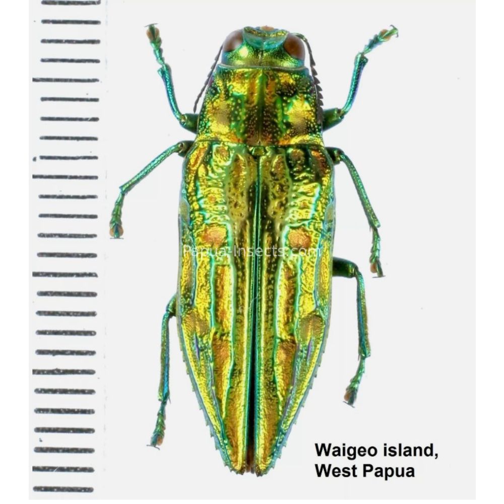 MIX sp. - Buprestidae from Papua New Guinea, West Papua, PNG