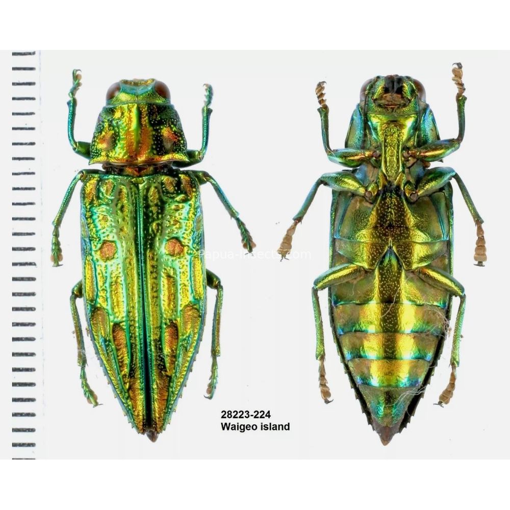 MIX sp. - Buprestidae from Papua New Guinea, West Papua, PNG