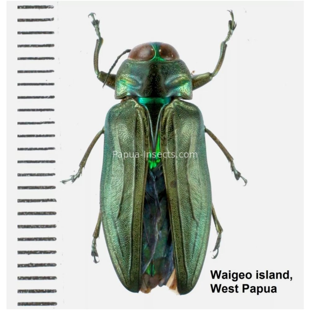 MIX sp. - Buprestidae from Papua New Guinea, West Papua, PNG