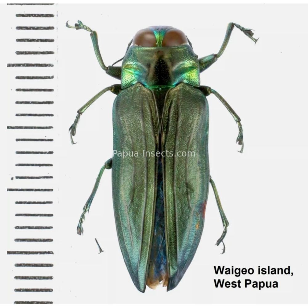 MIX sp. - Buprestidae from Papua New Guinea, West Papua, PNG