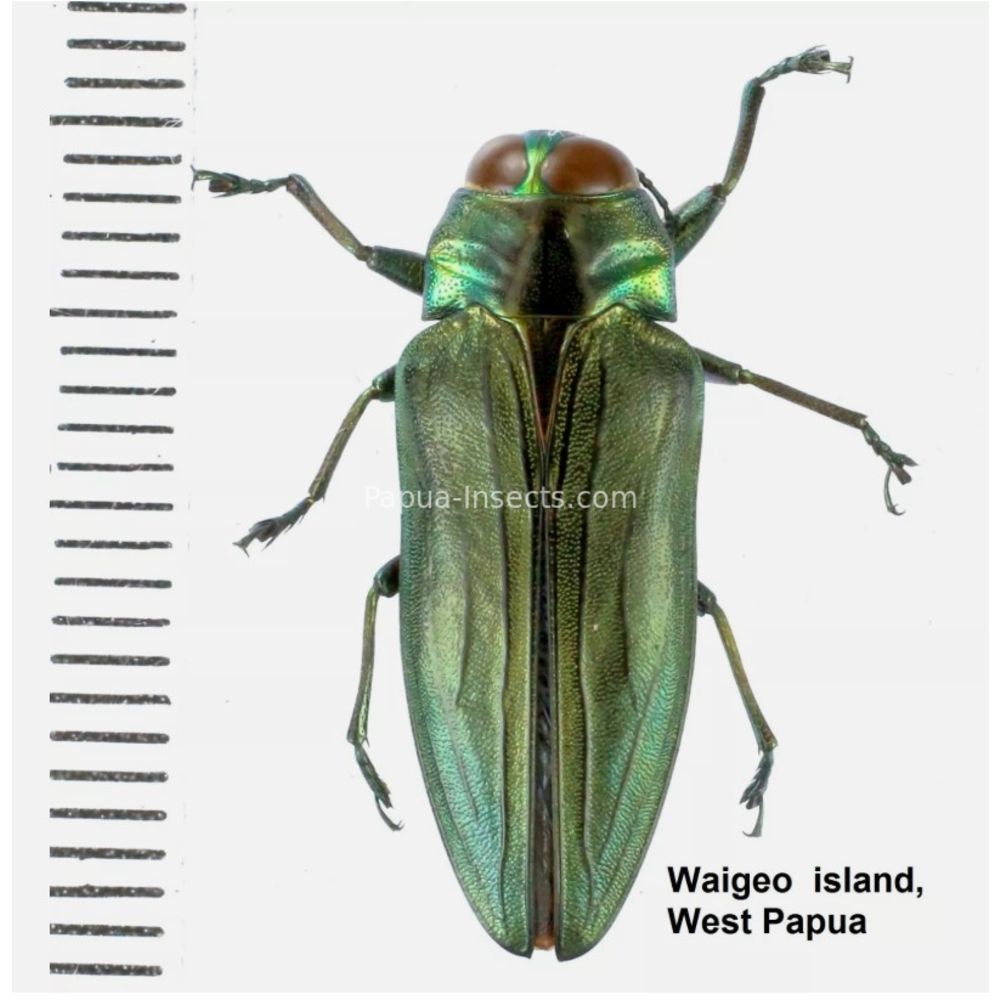 MIX sp. - Buprestidae from Papua New Guinea, West Papua, PNG