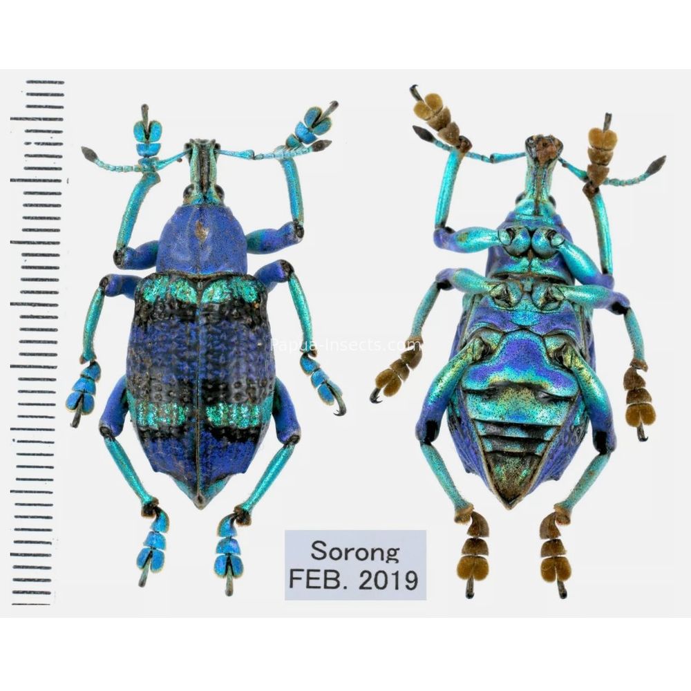 Eupholus schoenherri from West Papua, Indonesia