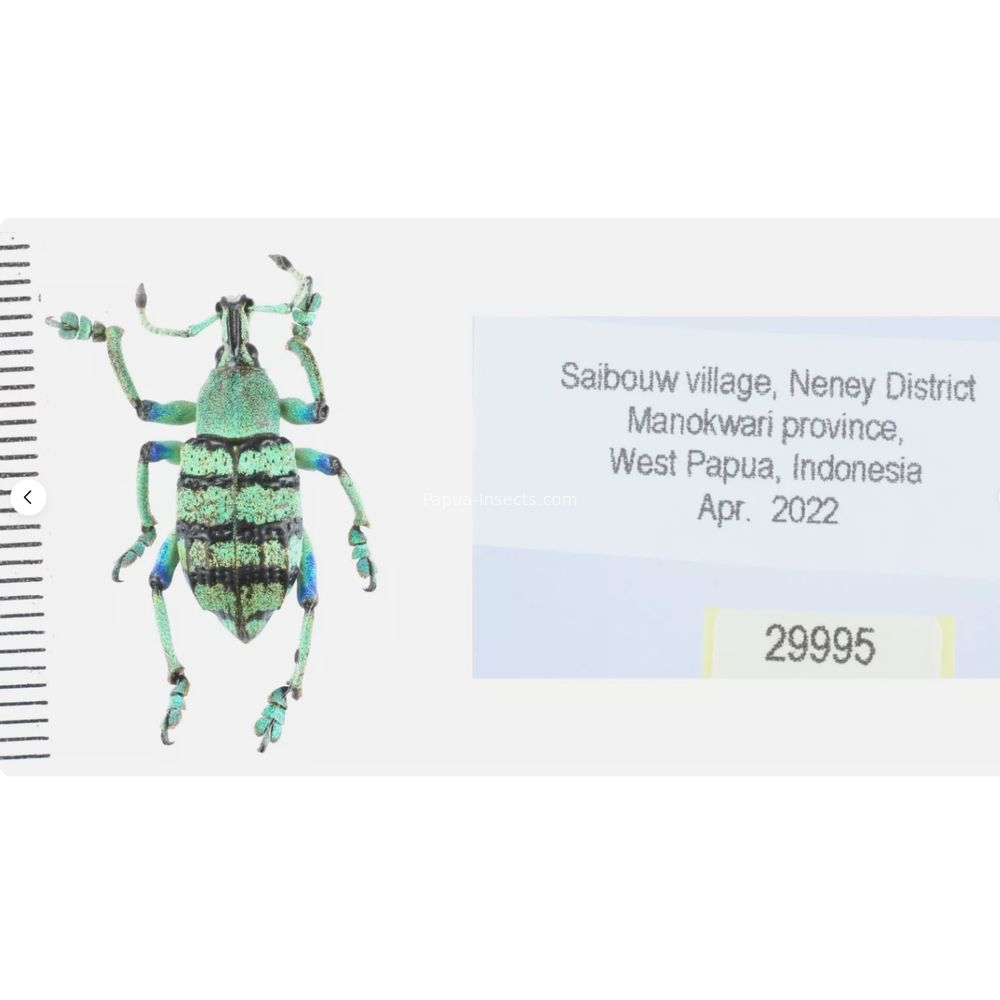 Eupholus schoenherri from West Papua, Indonesia