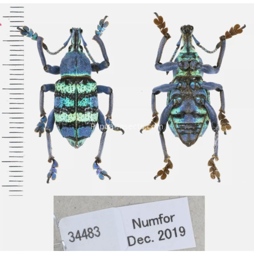 Eupholus magnificus from West Papua, Indonesia