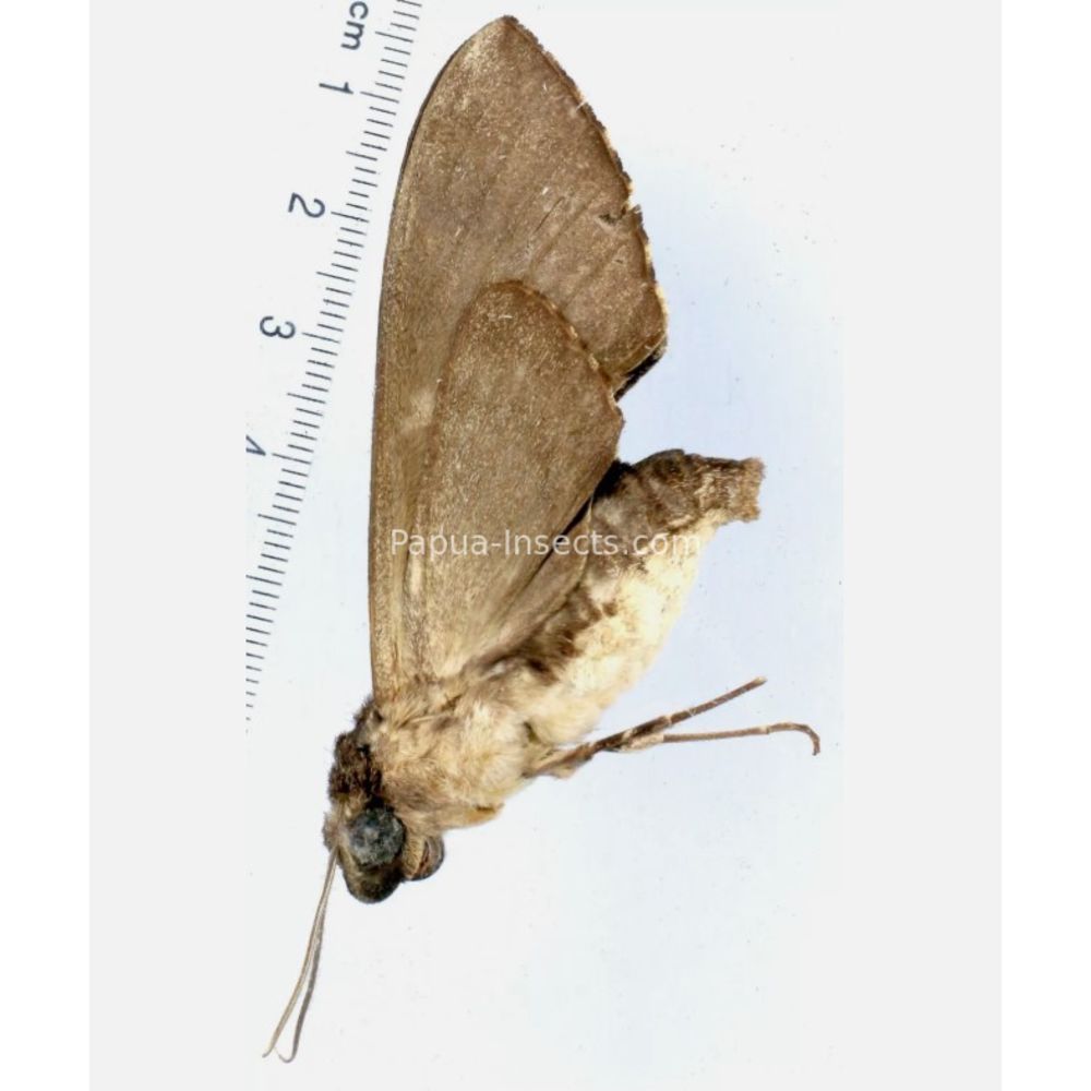 Megacorma obliqua obliqua - Sphingidae from Morotai island, Maluku, Indonesia