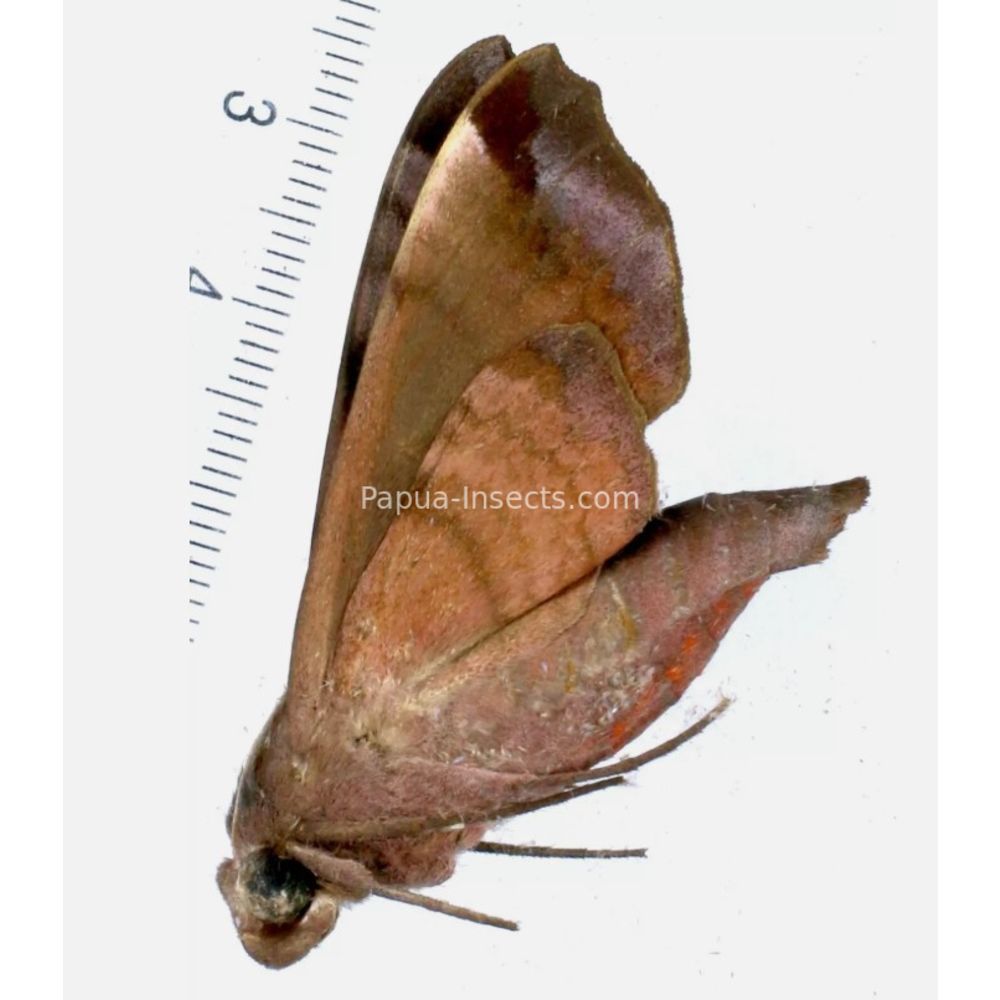 Acosmeryx anceus halmaherana - Sphingidae from Morotai island, Maluku, Indonesia