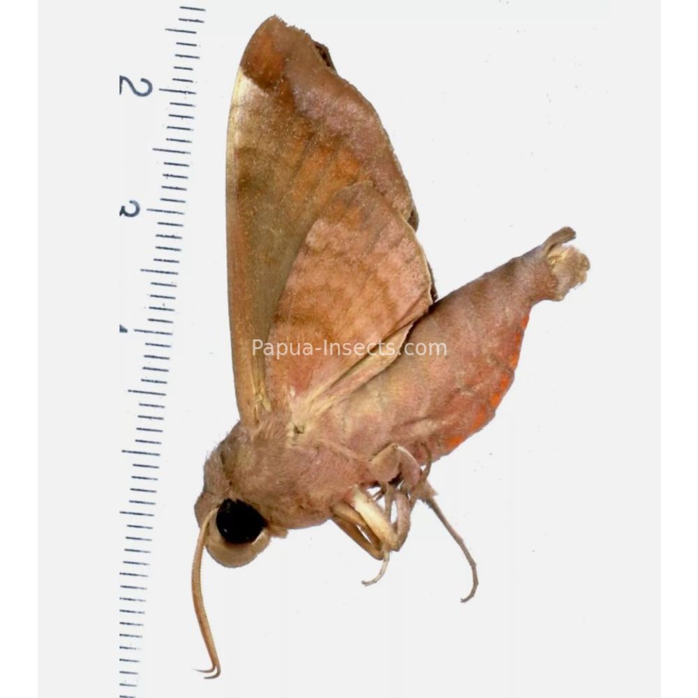 Acosmeryx anceus halmaherana - Sphingidae from Morotai island, Maluku, Indonesia