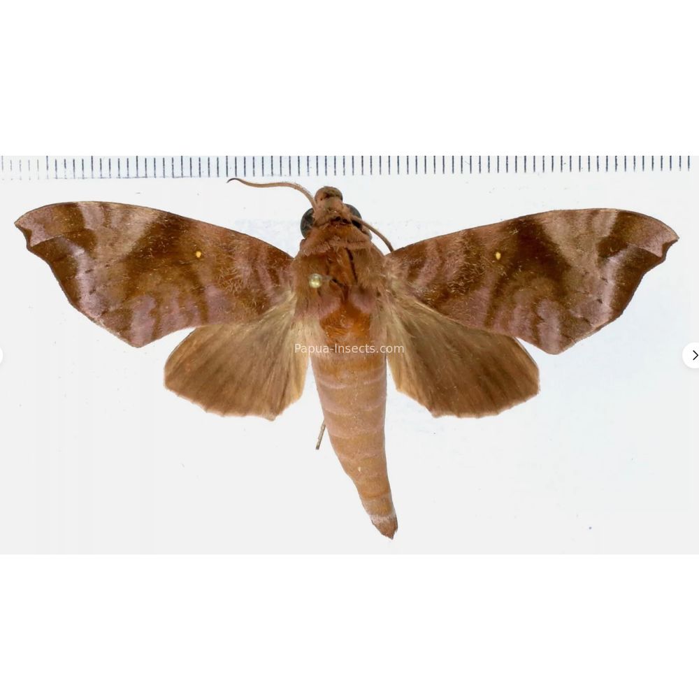 Acosmeryx anceus halmaherana - Sphingidae from Morotai island, Maluku, Indonesia