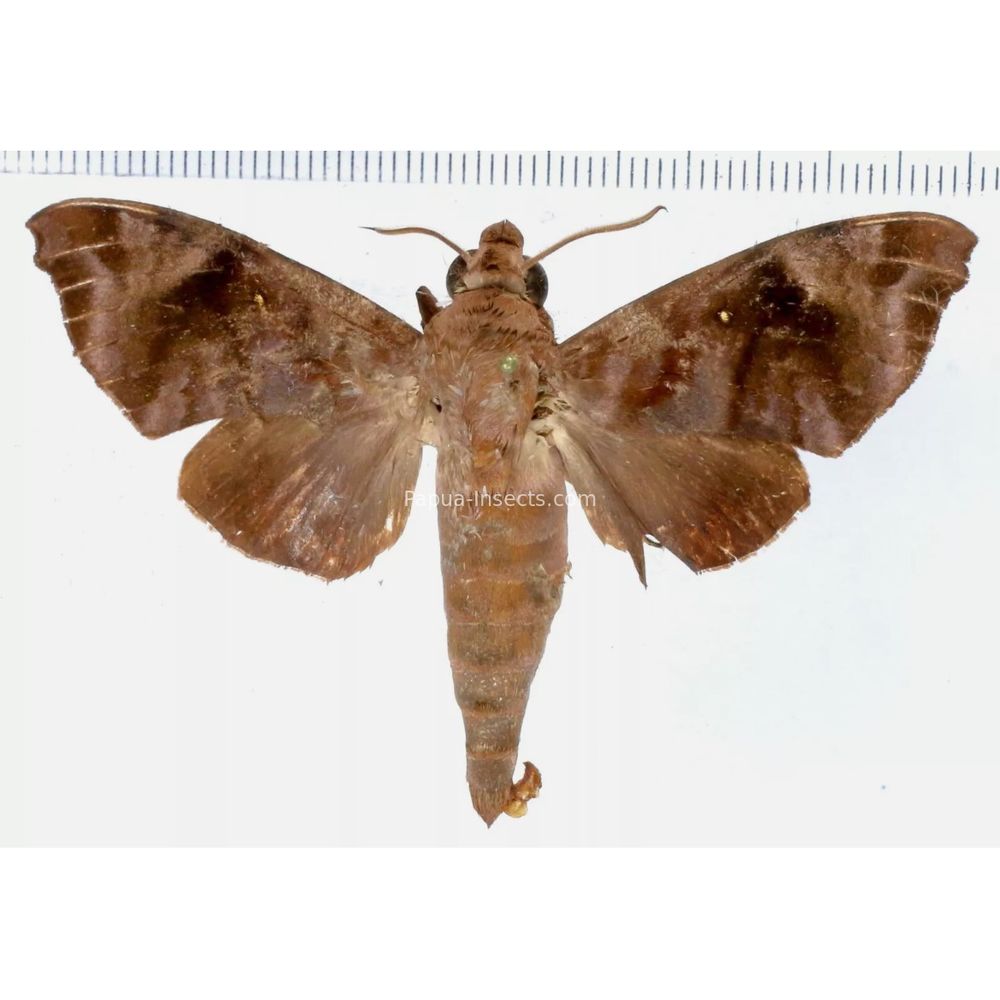 Acosmeryx anceus halmaherana - Sphingidae from Morotai island, Maluku, Indonesia