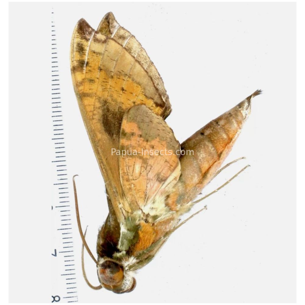 Cechenena helops - Sphingidae from Morotai island, Maluku, Indonesia