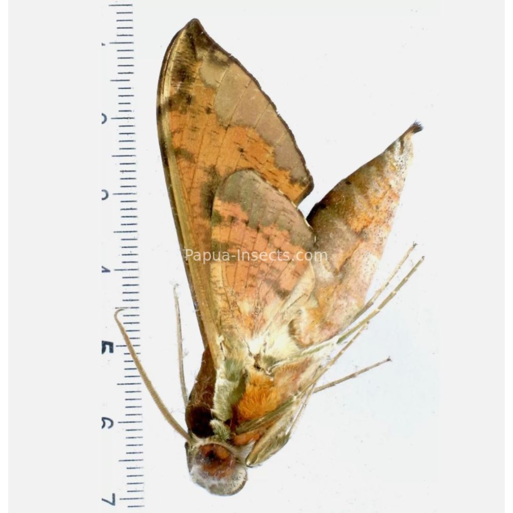 Cechenena helops - Sphingidae from Morotai island, Maluku, Indonesia