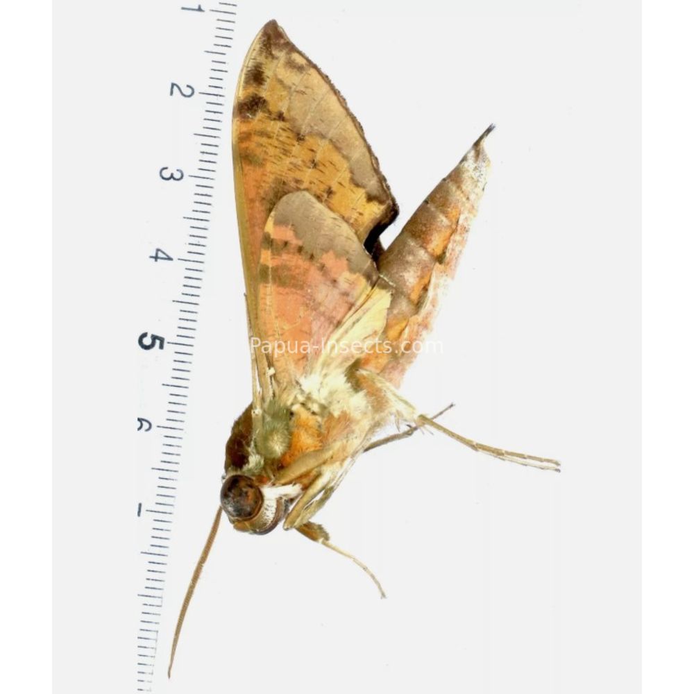 Cechenena helops - Sphingidae from Morotai island, Maluku, Indonesia