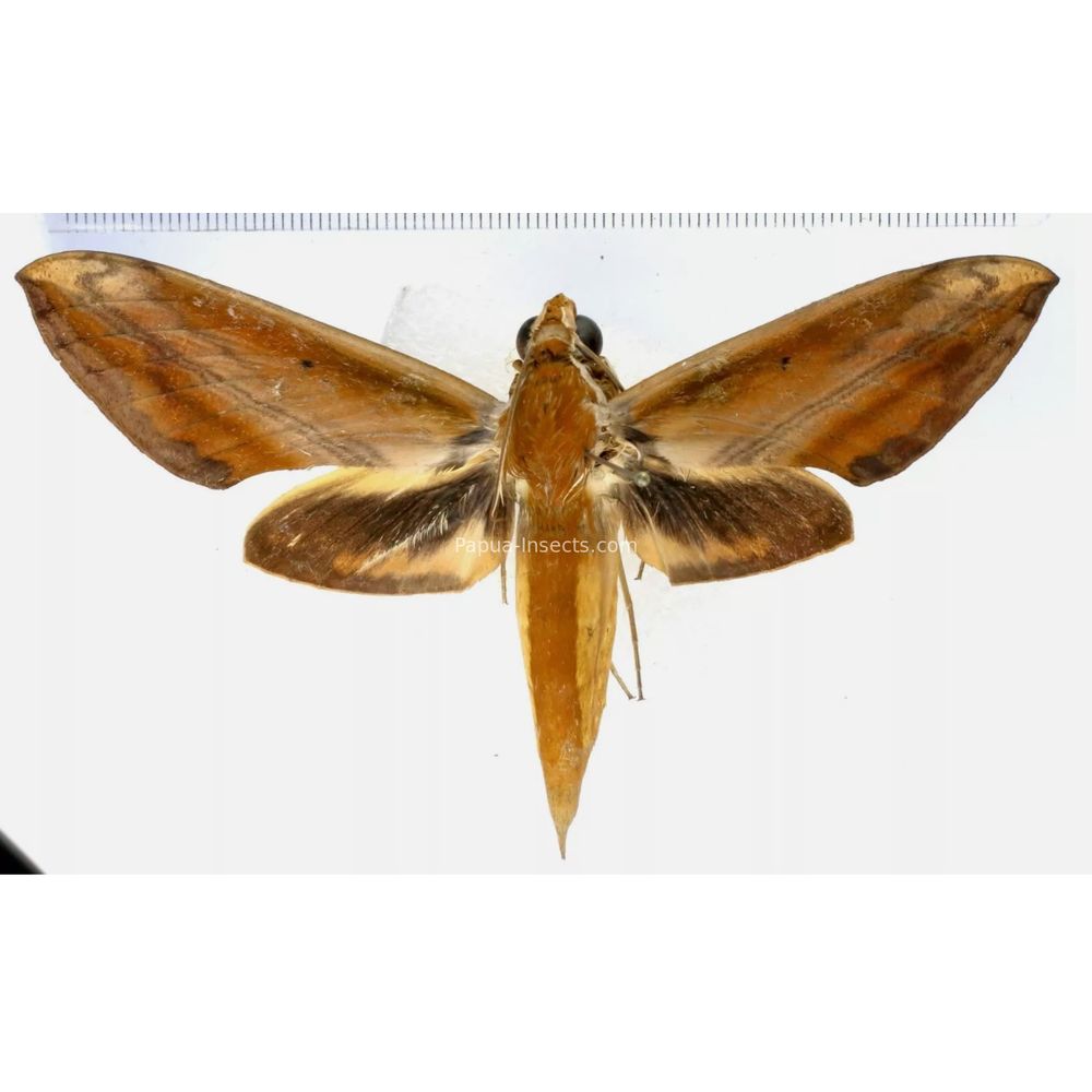 Theretra nessus - Sphingidae from Morotai island, Maluku, Indonesia