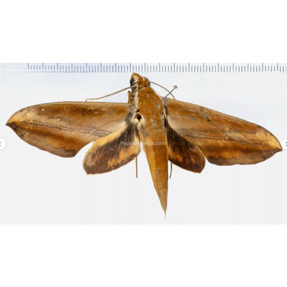 Theretra nessus - Sphingidae from Morotai island, Maluku, Indonesia