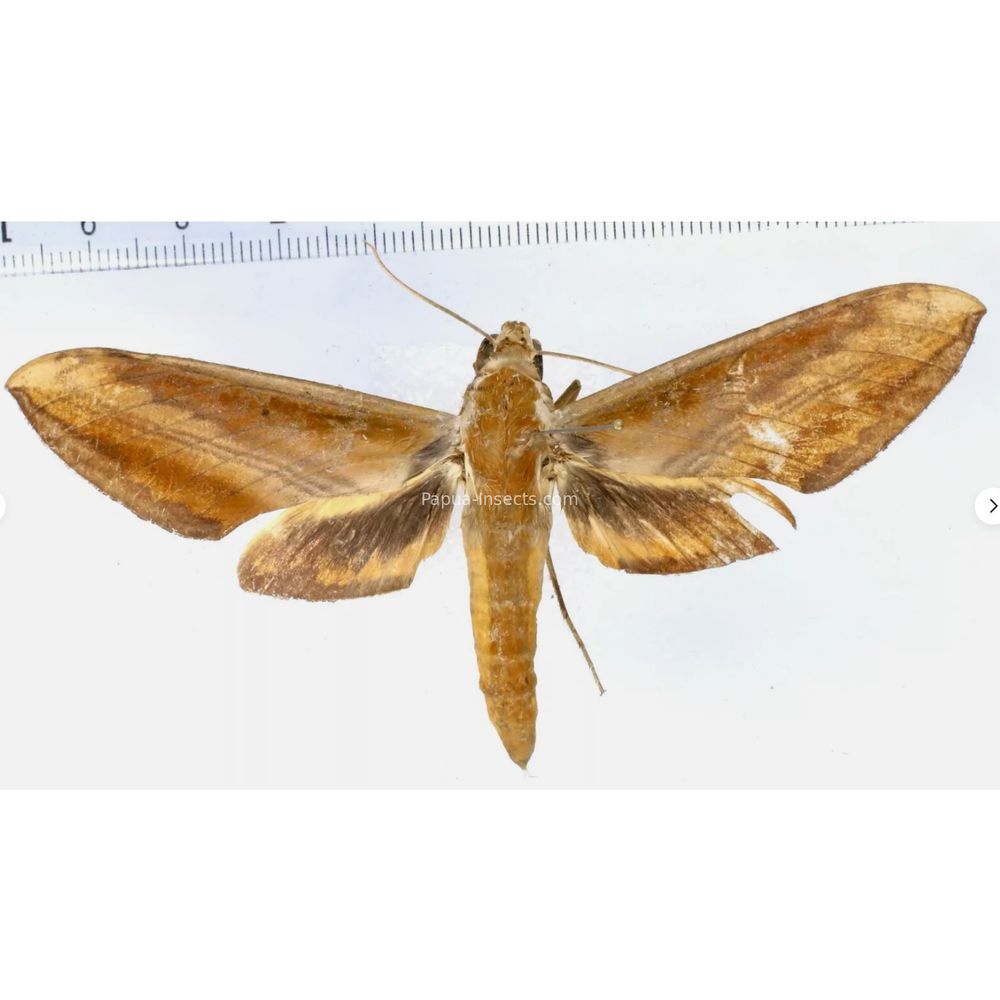 Theretra nessus - Sphingidae from Morotai island, Maluku, Indonesia