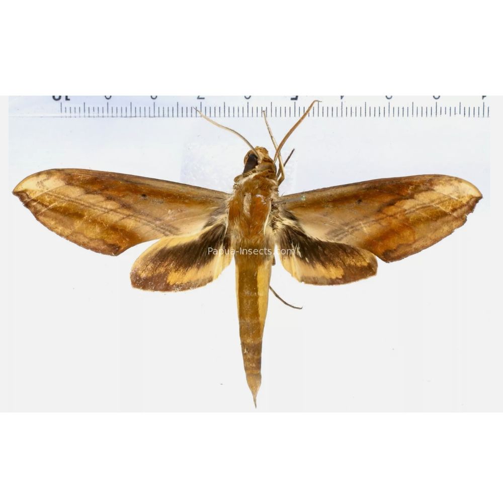 Theretra nessus - Sphingidae from Morotai island, Maluku, Indonesia