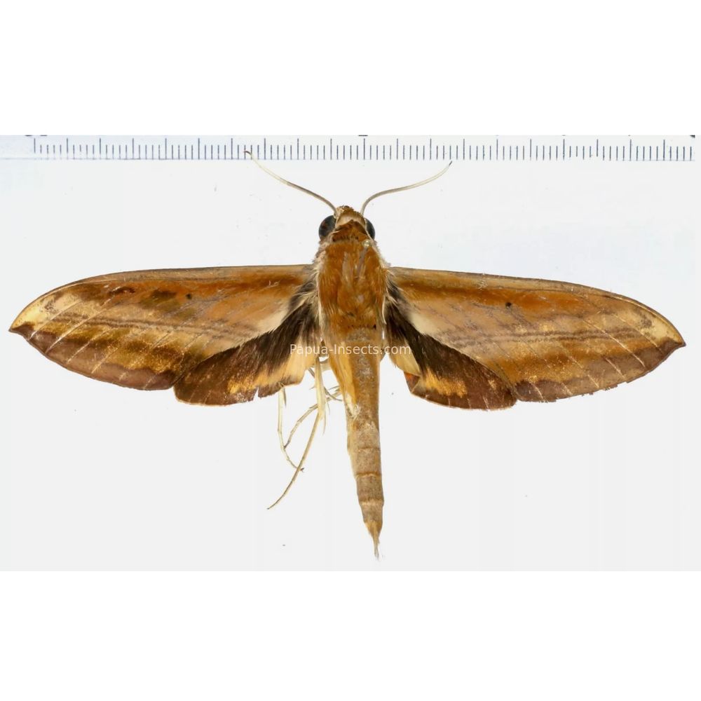 Theretra nessus - Sphingidae from Morotai island, Maluku, Indonesia