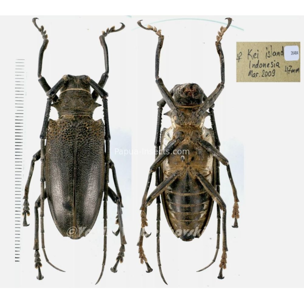 Batocera laena gracilis 47mm from Kei island, Indonesia