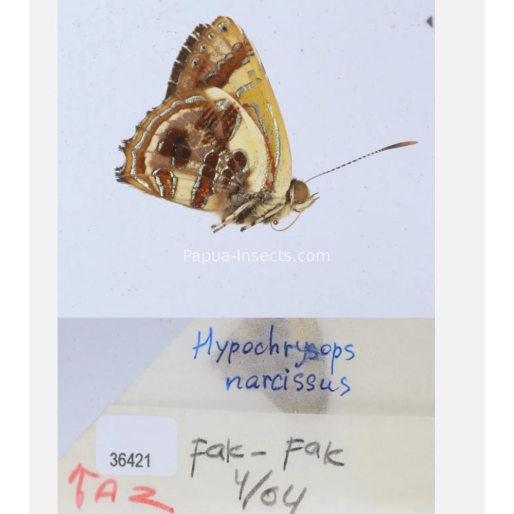 Hypochrysops narcissus - Lycaenidae from Fak-Fak province, West Papua of Indonesia