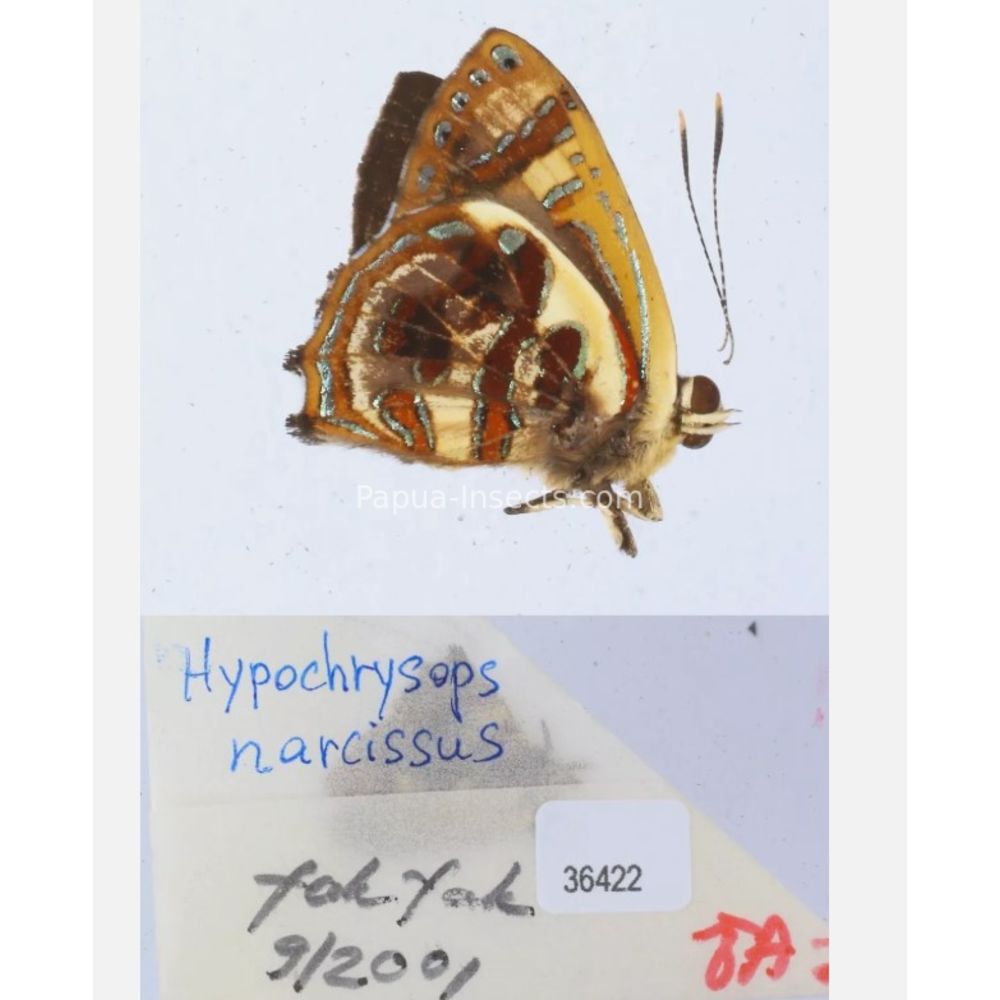 Hypochrysops narcissus - Lycaenidae from Fak-Fak province, West Papua of Indonesia