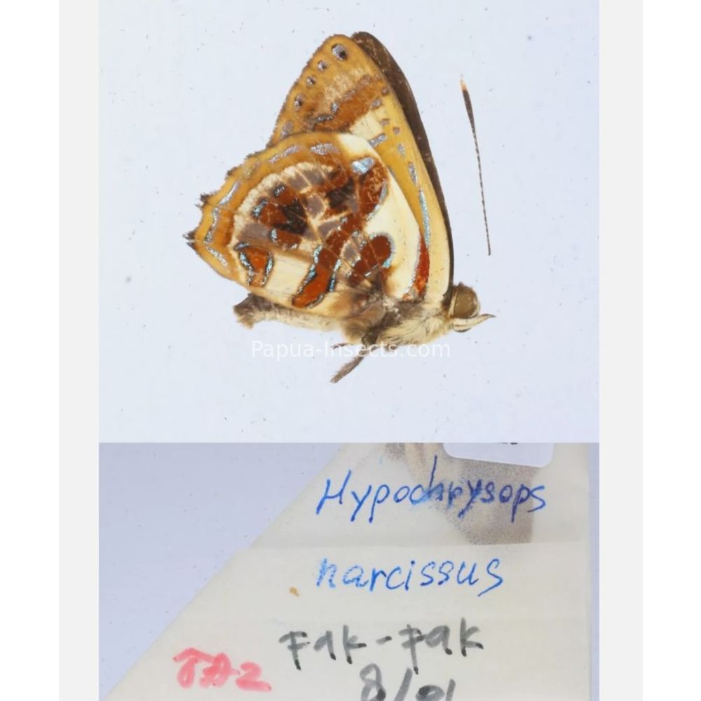 Hypochrysops narcissus - Lycaenidae from Fak-Fak province, West Papua of Indonesia