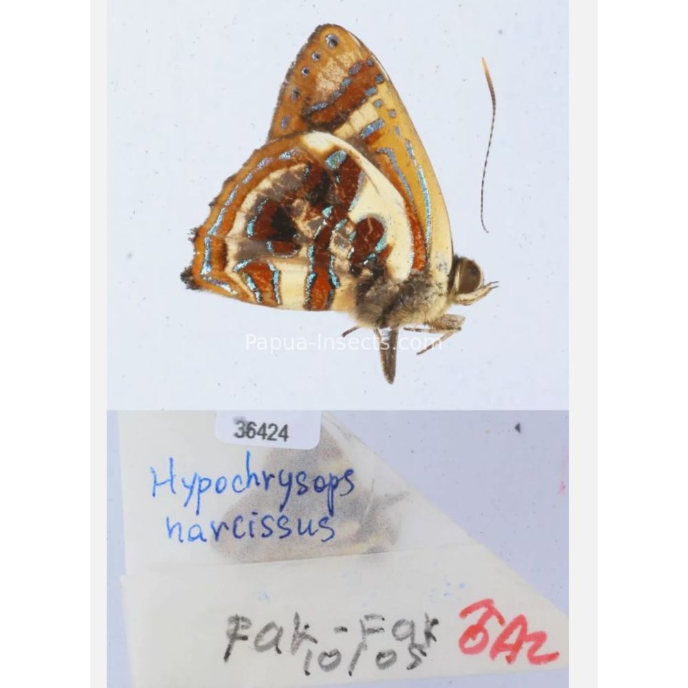 Hypochrysops narcissus - Lycaenidae from Fak-Fak province, West Papua of Indonesia