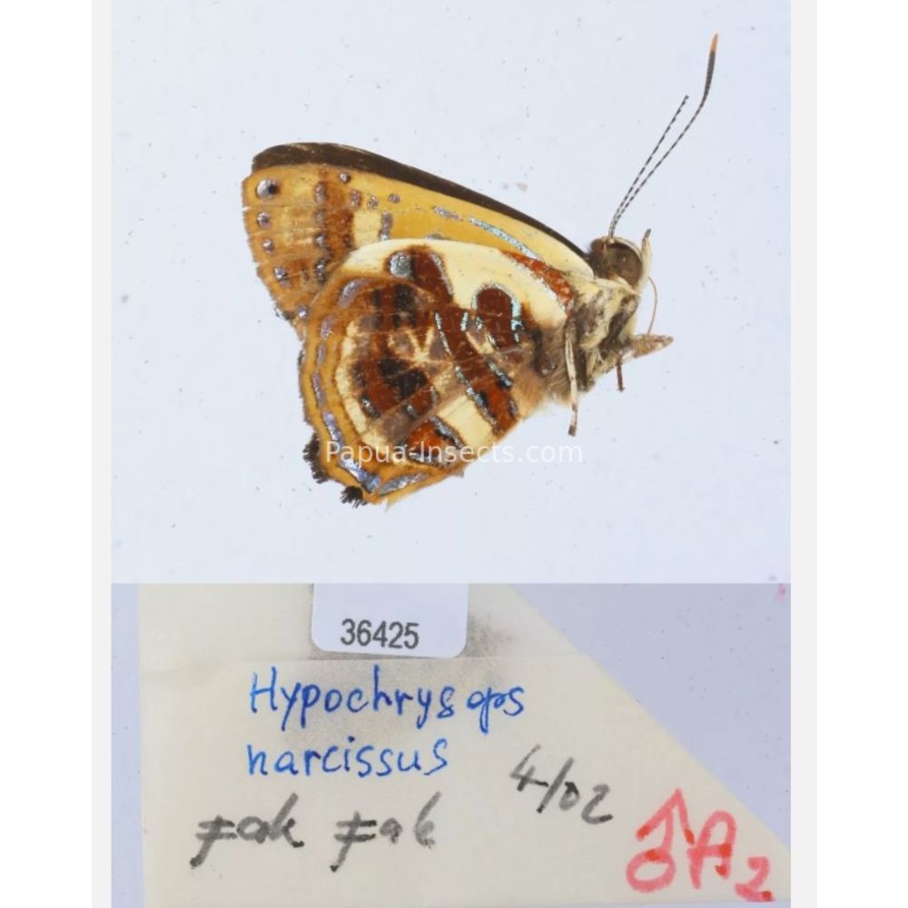 Hypochrysops narcissus - Lycaenidae from Fak-Fak province, West Papua of Indonesia