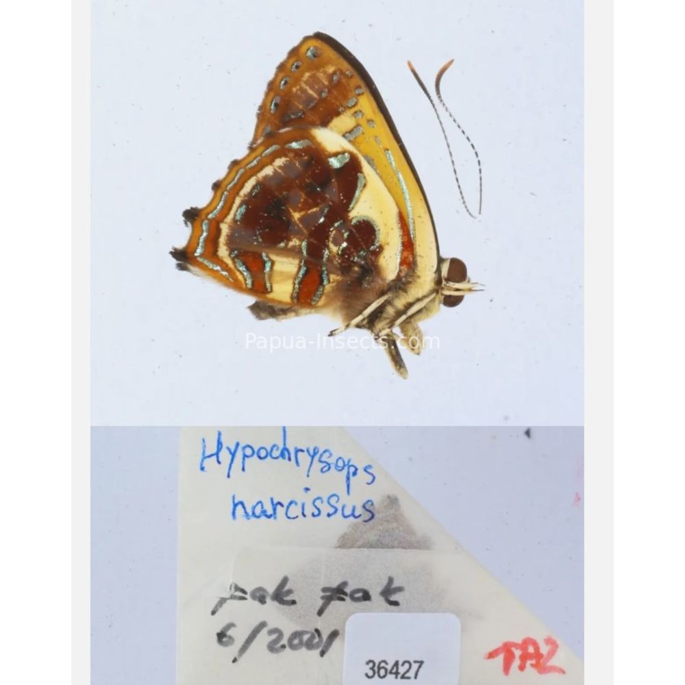 Hypochrysops narcissus - Lycaenidae from Fak-Fak province, West Papua of Indonesia