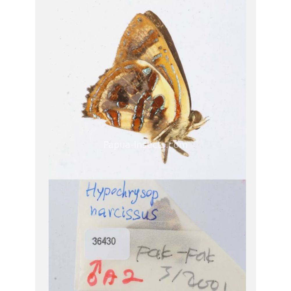 Hypochrysops narcissus - Lycaenidae from Fak-Fak province, West Papua of Indonesia