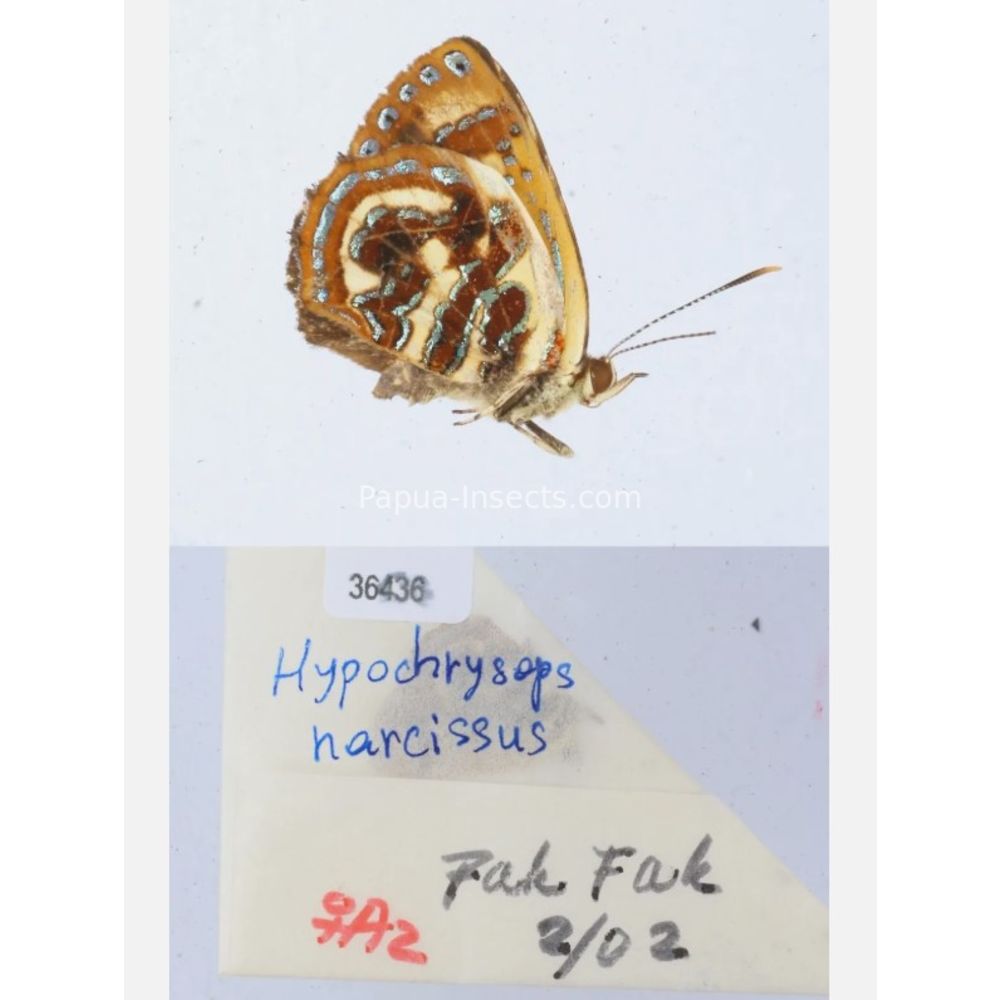 Hypochrysops narcissus - Lycaenidae from Fak-Fak province, West Papua of Indonesia