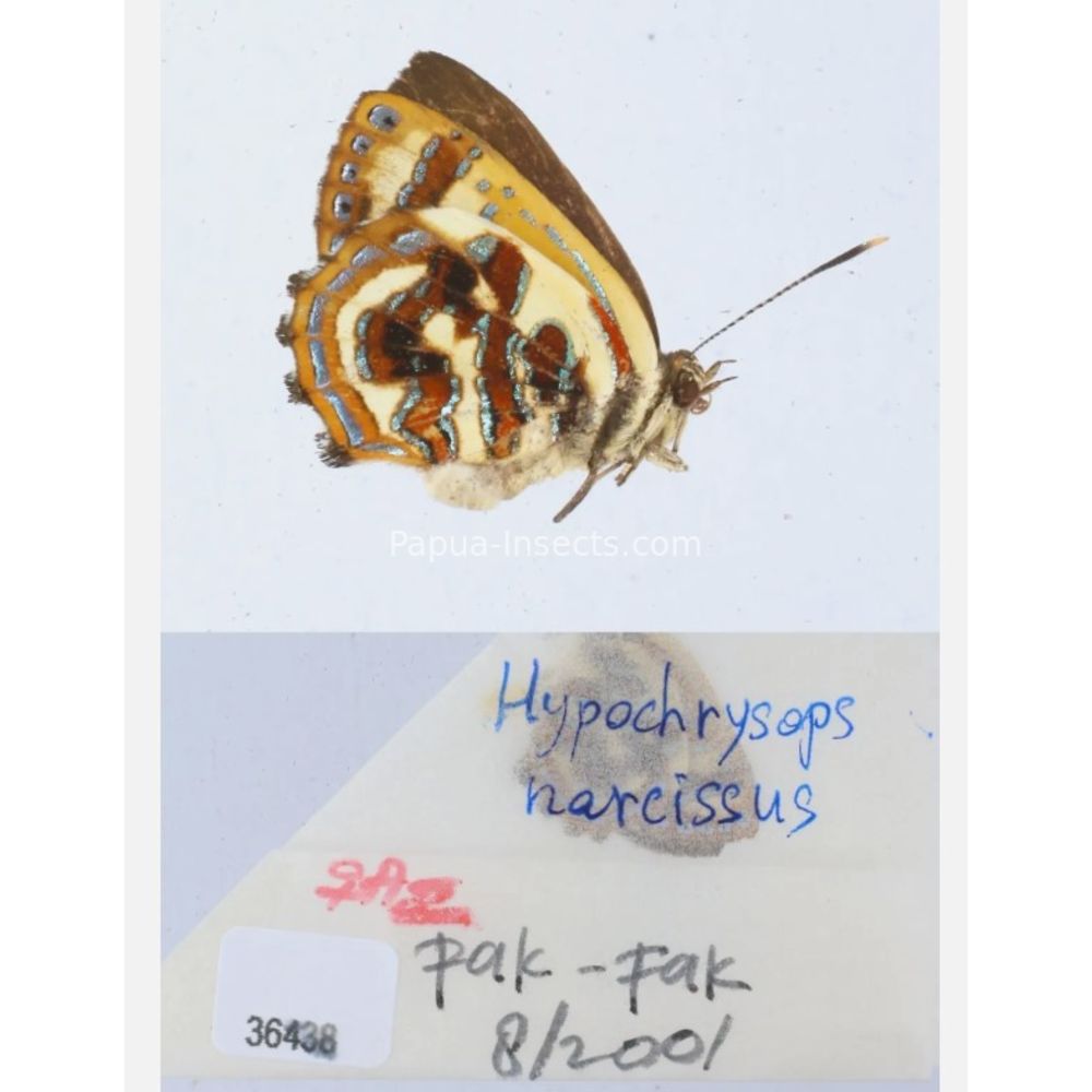 Hypochrysops narcissus - Lycaenidae from Fak-Fak province, West Papua of Indonesia