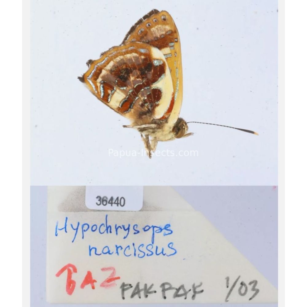 Hypochrysops narcissus - Lycaenidae from Fak-Fak province, West Papua of Indonesia