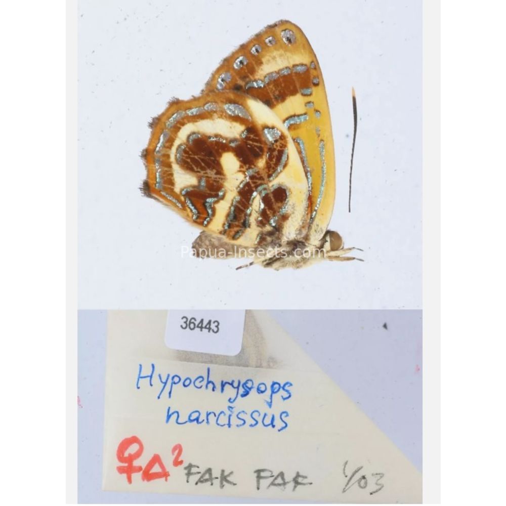 Hypochrysops narcissus - Lycaenidae from Fak-Fak province, West Papua of Indonesia