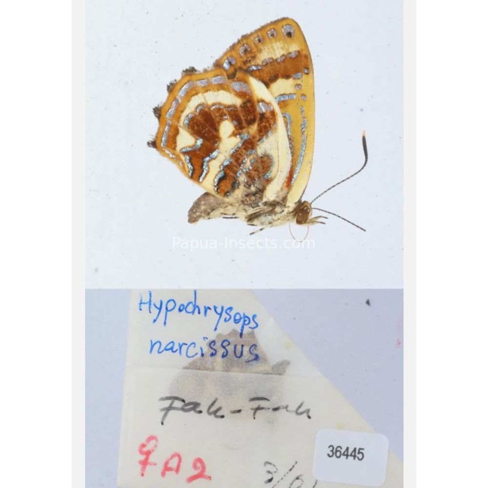 Hypochrysops narcissus - Lycaenidae from Fak-Fak province, West Papua of Indonesia