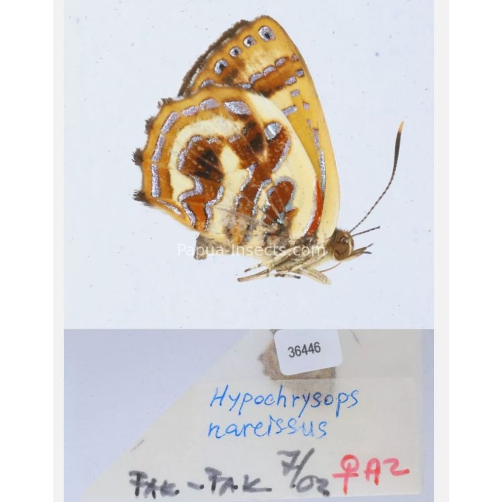 Hypochrysops narcissus - Lycaenidae from Fak-Fak province, West Papua of Indonesia