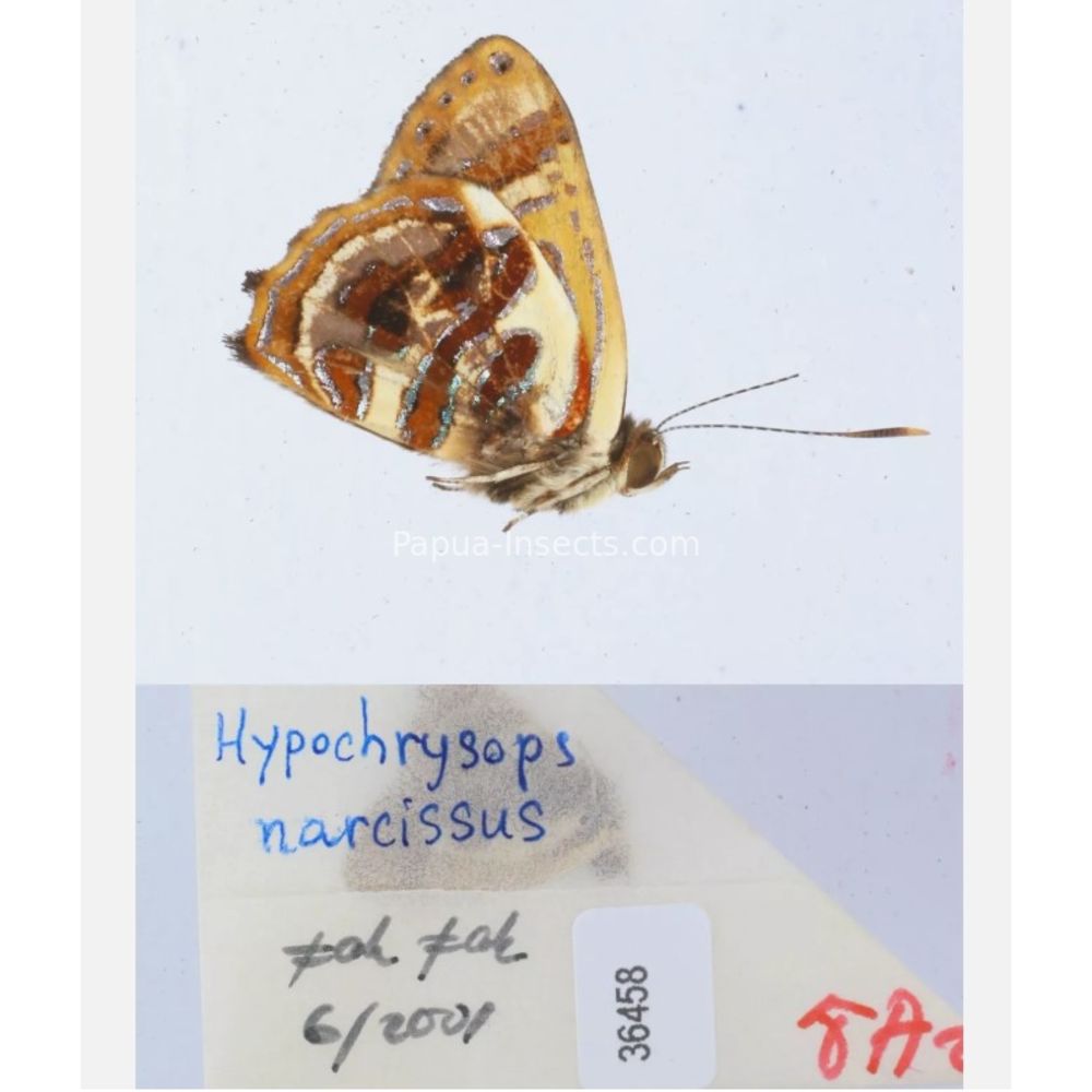 Hypochrysops narcissus - Lycaenidae from Fak-Fak province, West Papua of Indonesia