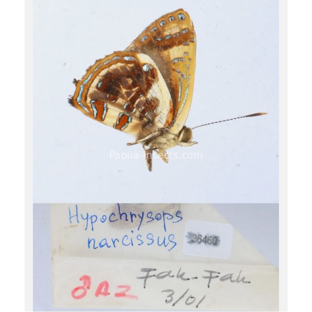 Hypochrysops narcissus - Lycaenidae from Fak-Fak province, West Papua of Indonesia