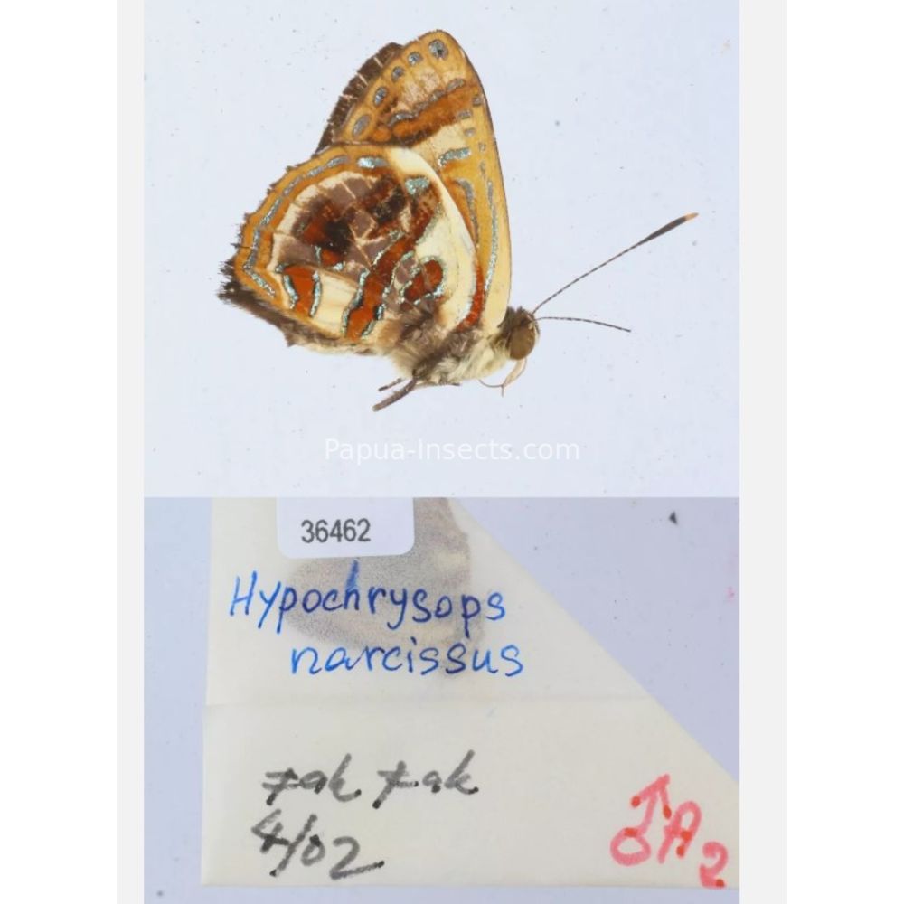 Hypochrysops narcissus - Lycaenidae from Fak-Fak province, West Papua of Indonesia