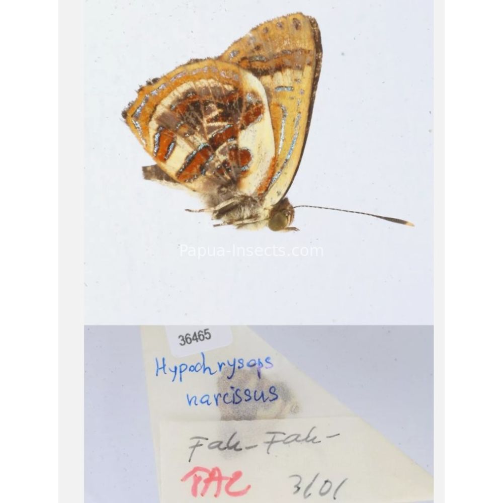 Hypochrysops narcissus - Lycaenidae from Fak-Fak province, West Papua of Indonesia