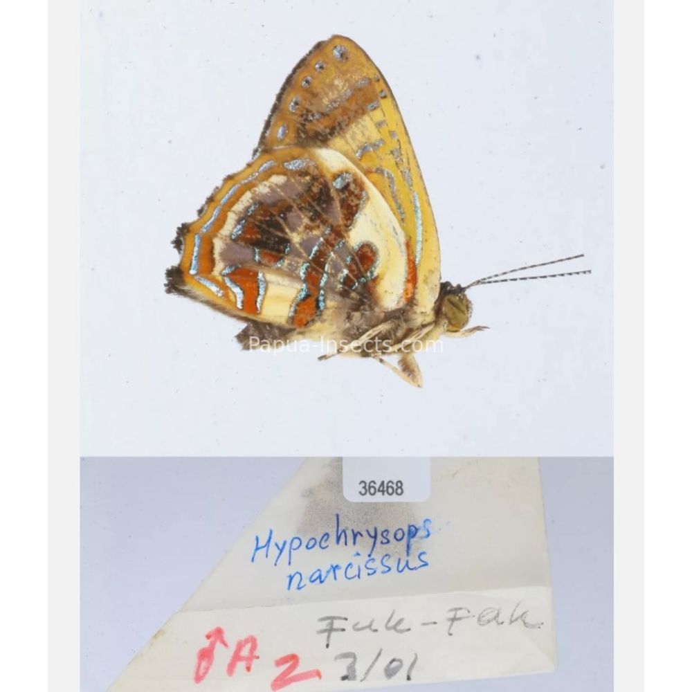 Hypochrysops narcissus - Lycaenidae from Fak-Fak province, West Papua of Indonesia