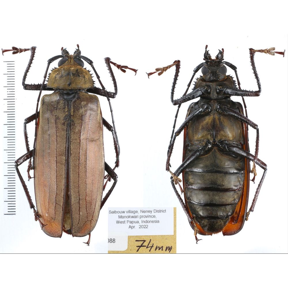 Xixuthrus axis - Prioninae 74mm female from Manokwari peovince, West Papua, Indonesia