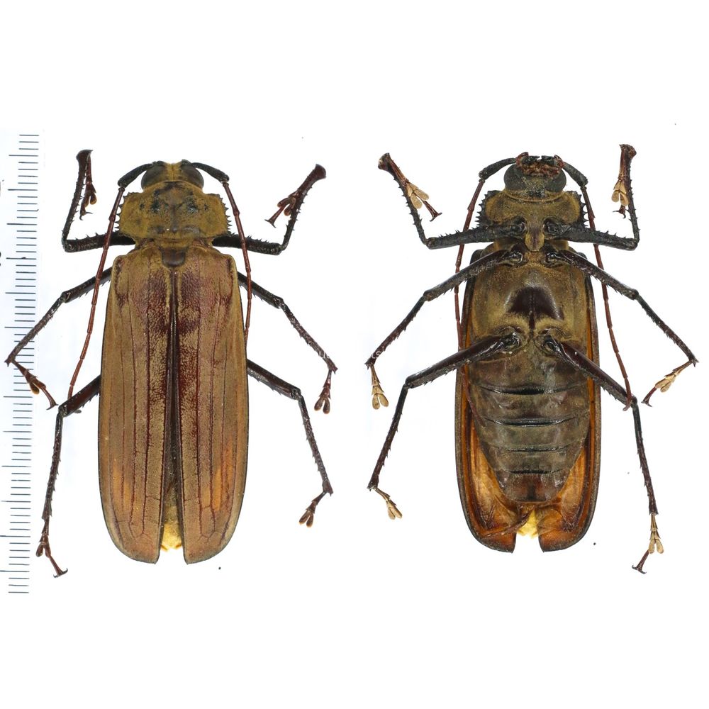 Xixuthrus axis - Prioninae 60mm male from Jayapura, West Papua, Indonesia