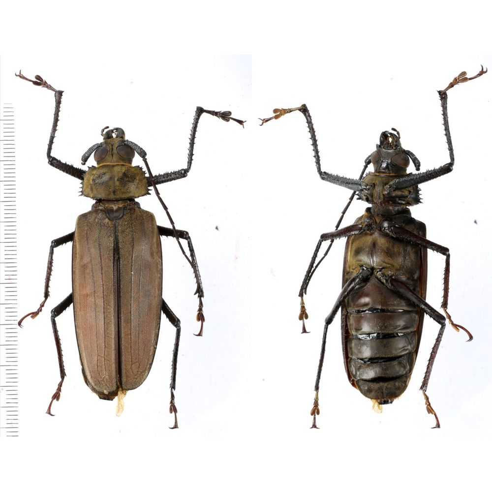 Xixuthrus pinkeri - Prioninae 65mm male from Misool island, Papua, Indonesia