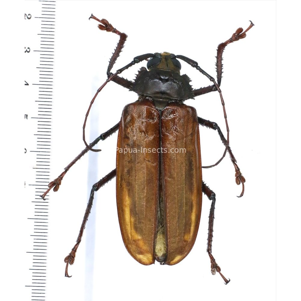 Remphan simeuluensis - Prioninae 64mm male from Simeulue island Indonesia RARE