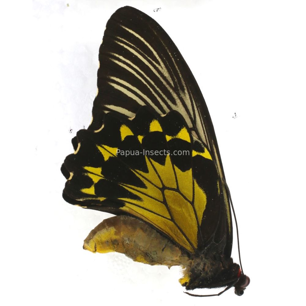 Troides sp. from North Sumatra, Indonesia