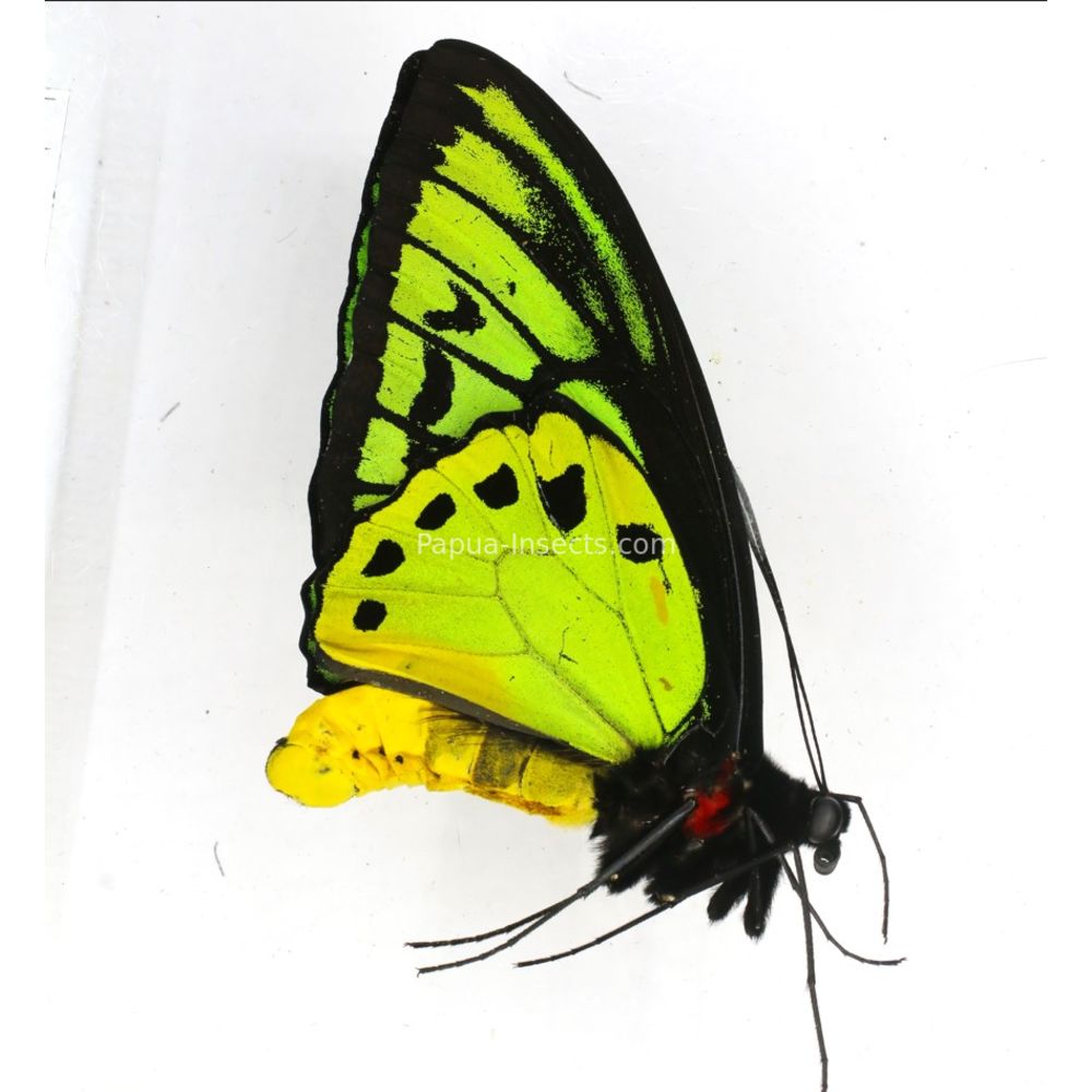 Ornithoptera priamus ssp. from Jayapura province, West Papua, Indonesia